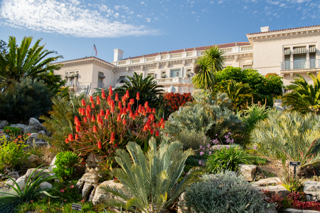 The south facade of the Huntington Art Gallery with red aloes and cycads. The Huntington. Linnea Stephan photo.